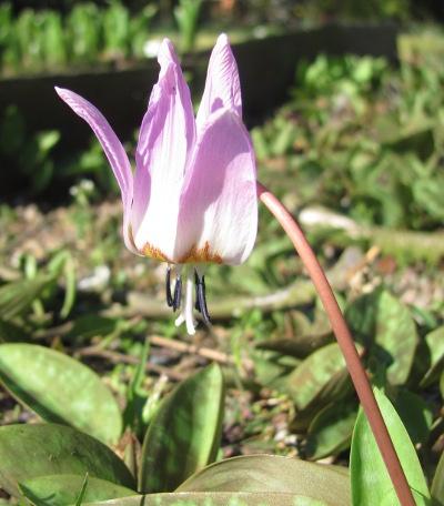 Erythronium dens-canis 'Rose Queen' 